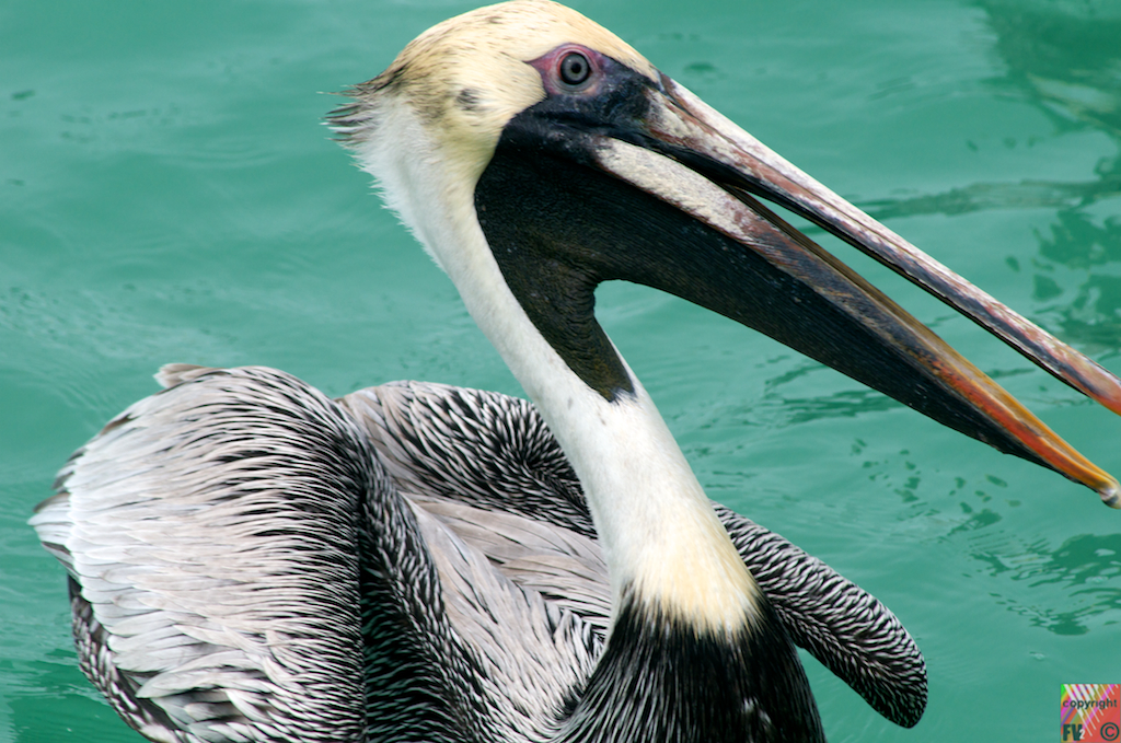 9001 Pelican, Florida