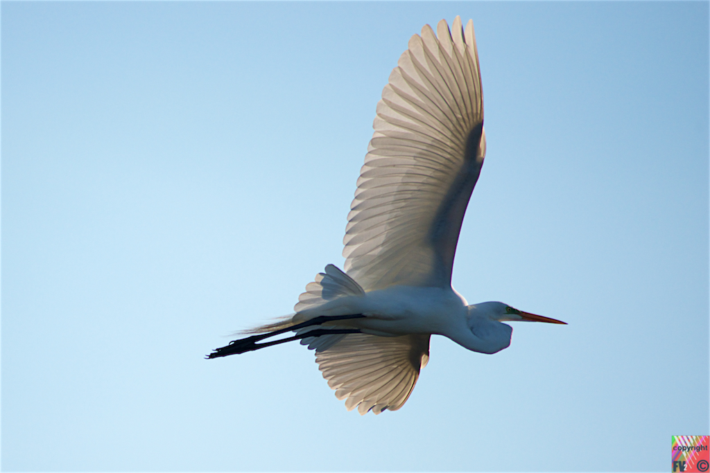 9028 Great Egret, Florida