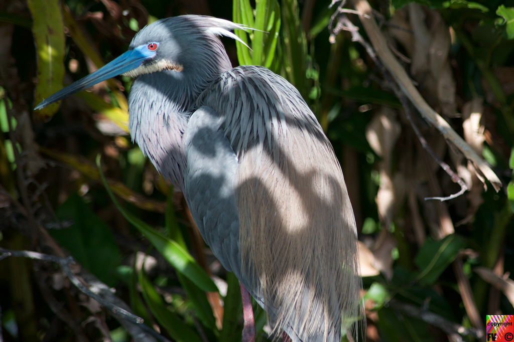 9020 Tricolored Heron, Florida