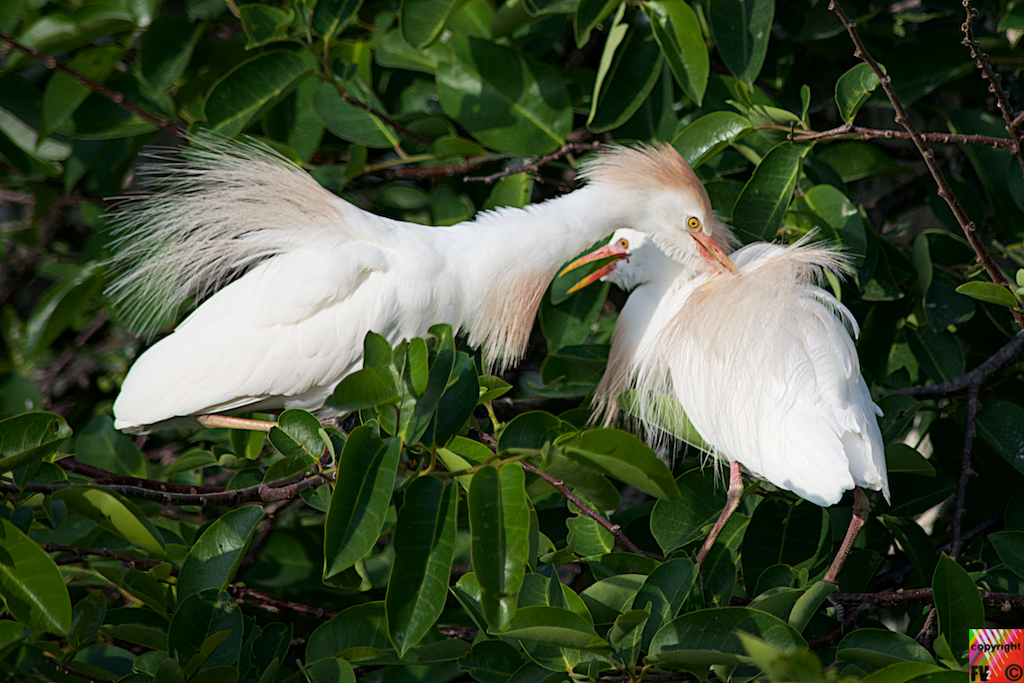 9023 Cattle Egret, Florida