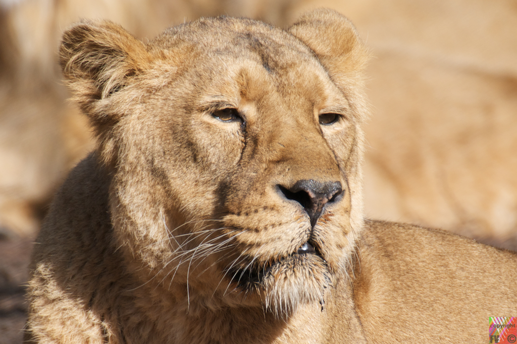 9031 Lion, Kenia