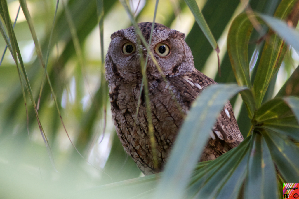 9027 Burrowing Owl, Florida