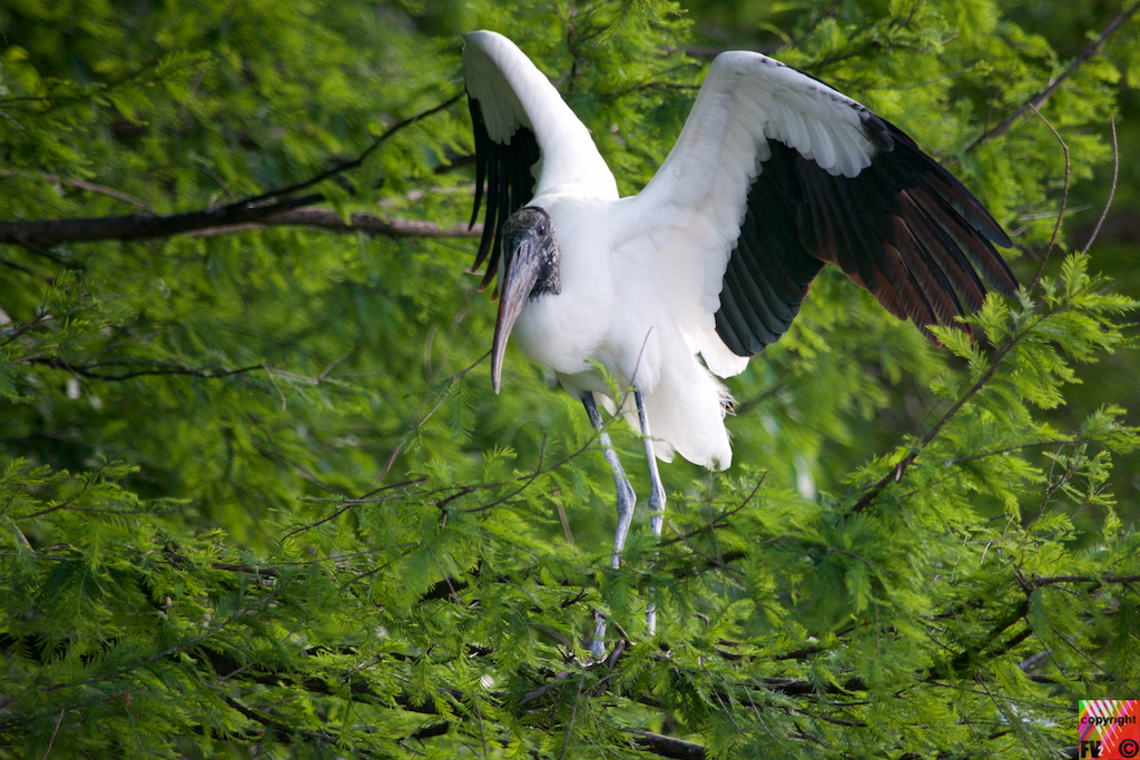 9022 White Wood Stork, Florida