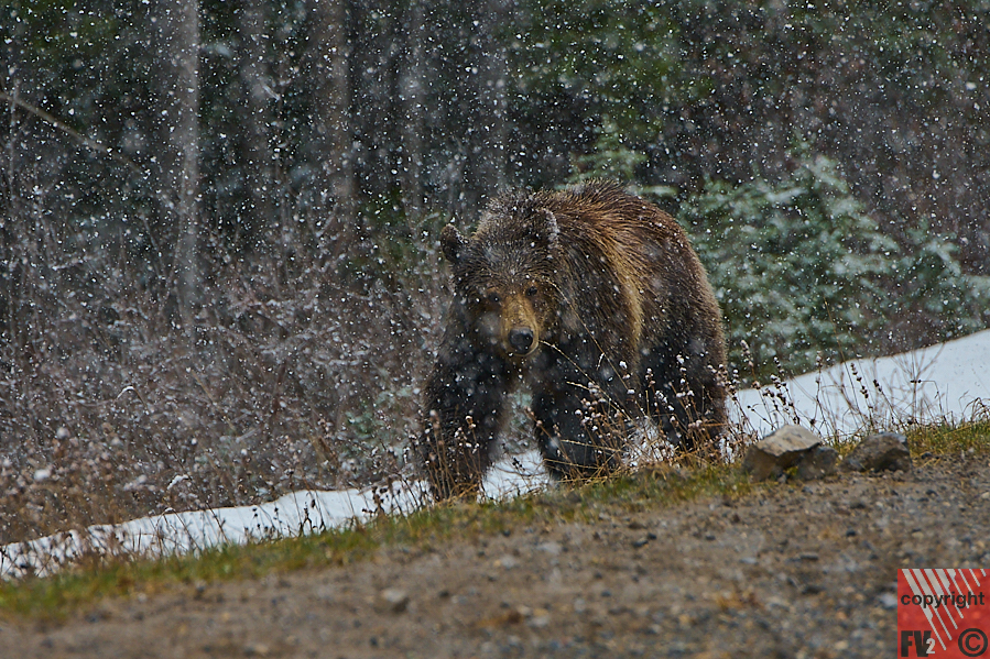1656 Banff, Route 742 South, Brown Bear