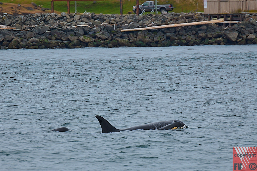 1617 Vancouver Island, Victoria, Whale tour