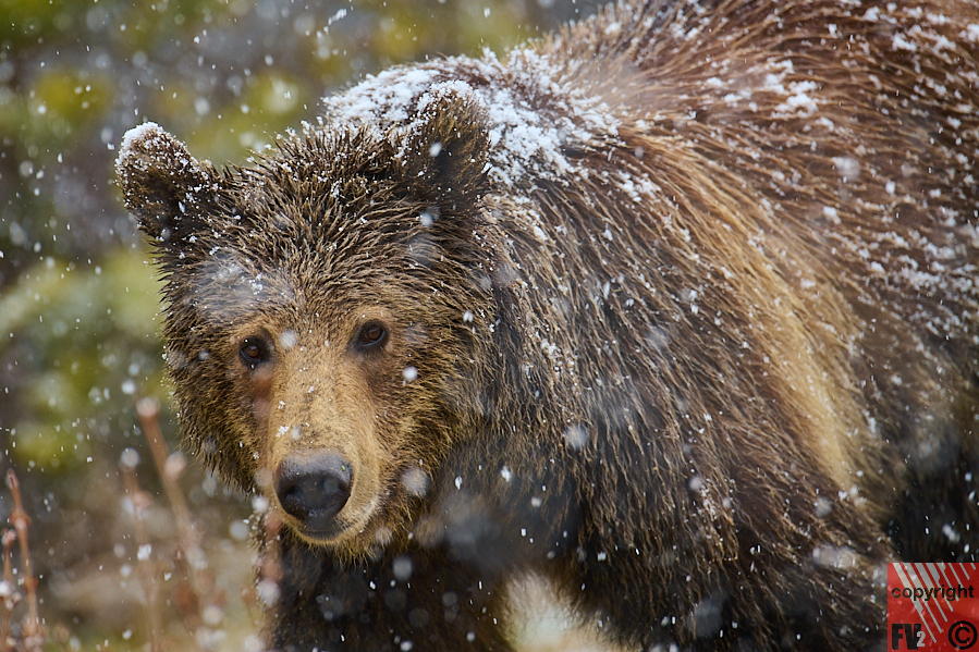 1658 Banff, Route 742 South, Brown Bear