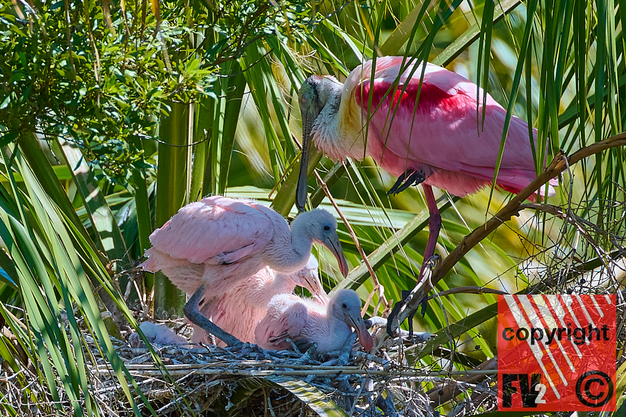 1407 Orlando Wetlands