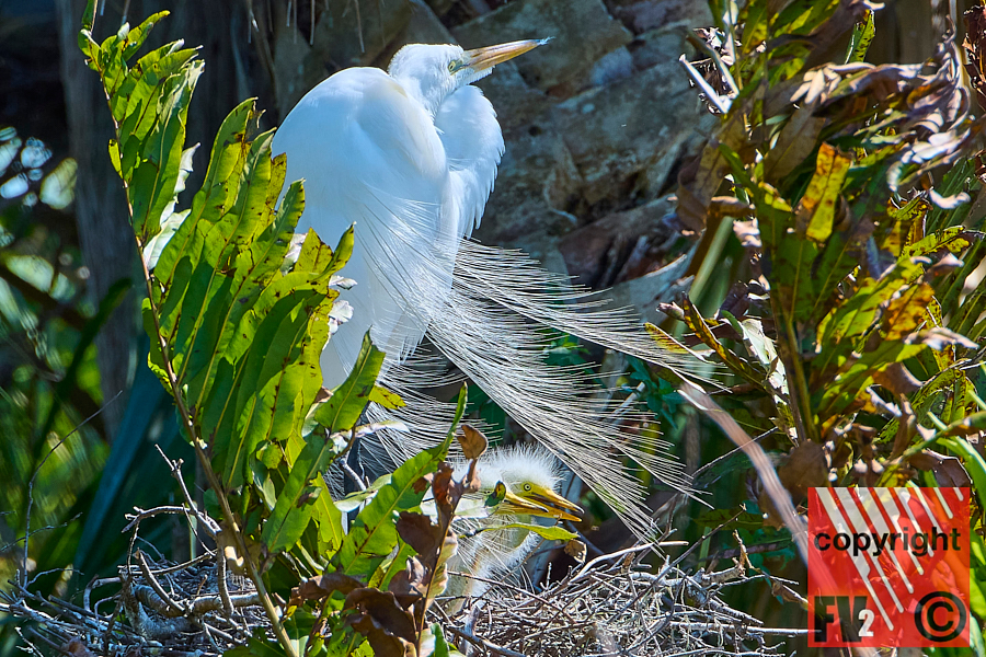 1408 Orlando Wetlands