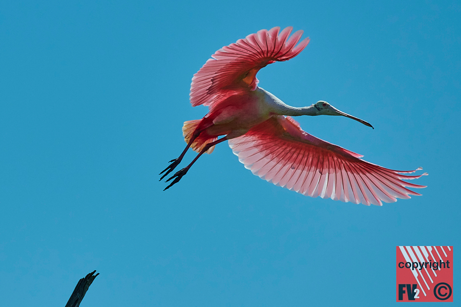 1411 Orlando Wetlands