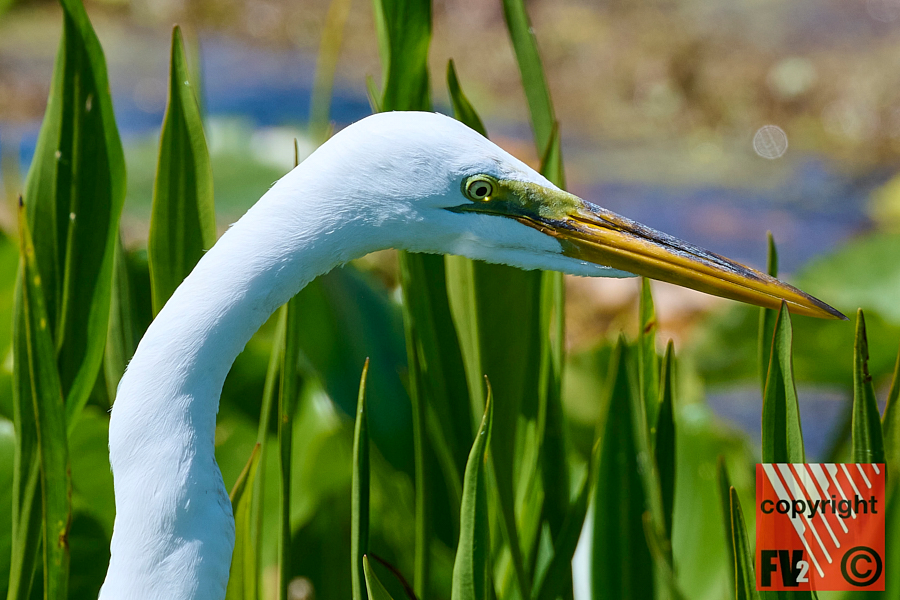 1412 Orlando Wetlands