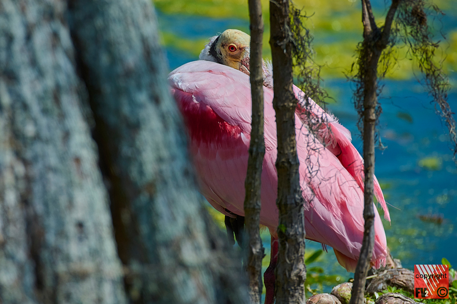 1413 Orlando Wetlands