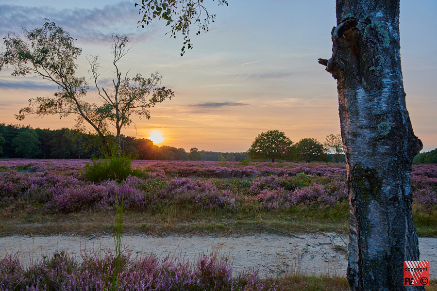1203 Blaricummerheide