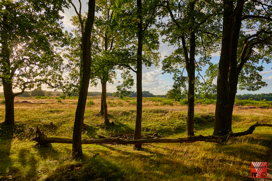 1204 Tafelbergheide