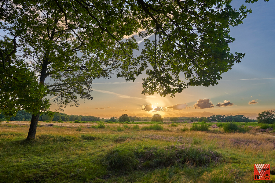 1207 Tafelbergheide