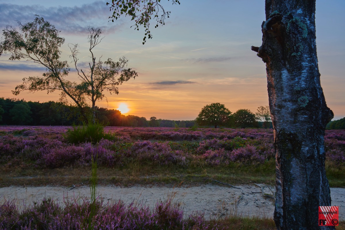 1203 Blaricummerheide